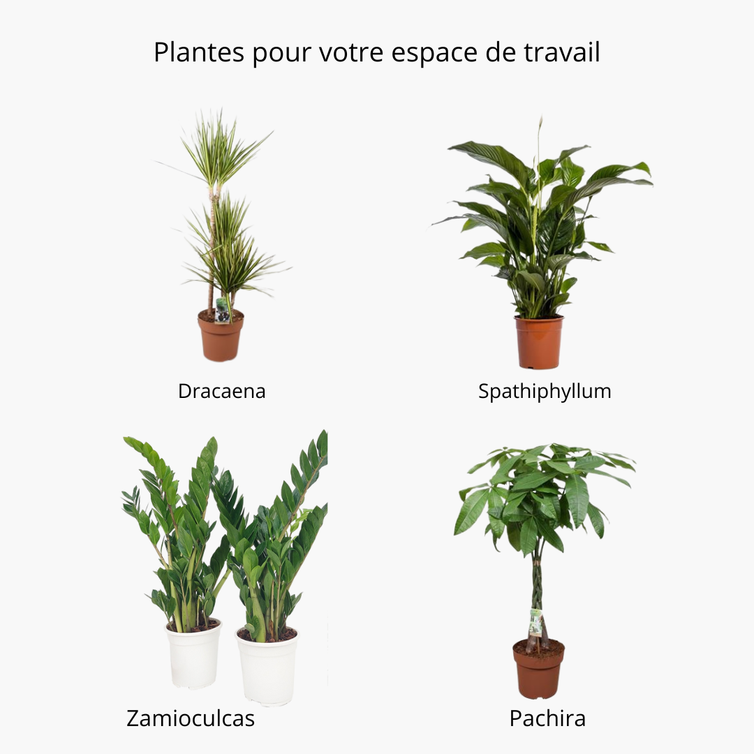 Accueil en Fleurs