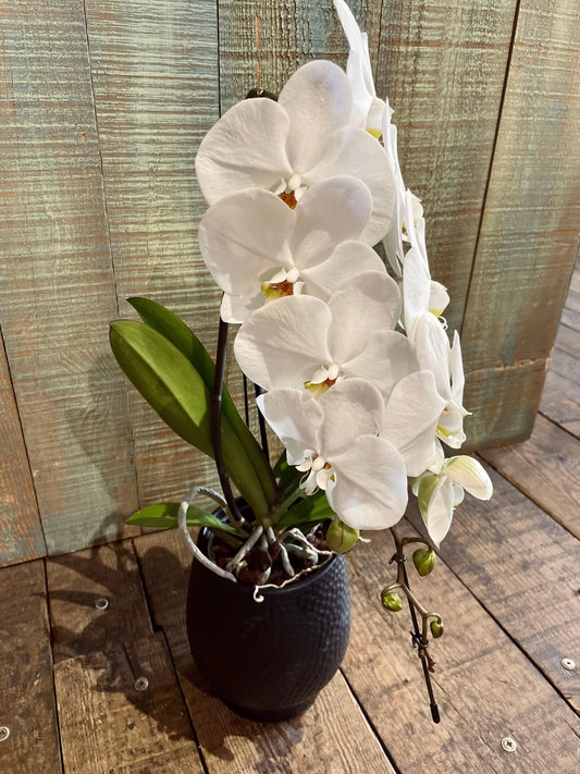 Orchidée Formidablo - Philo et Capucine - Fleuriste Gujan-Mestras