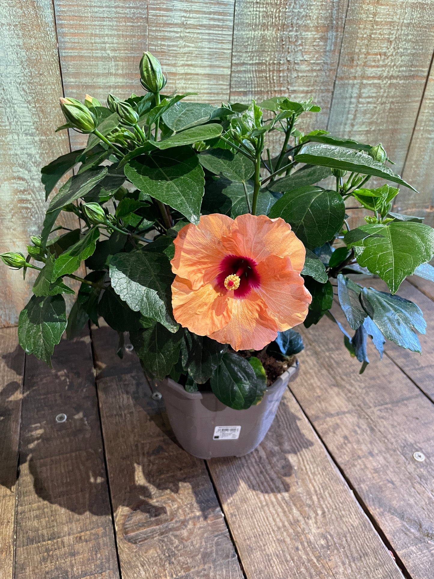 Hibiscus