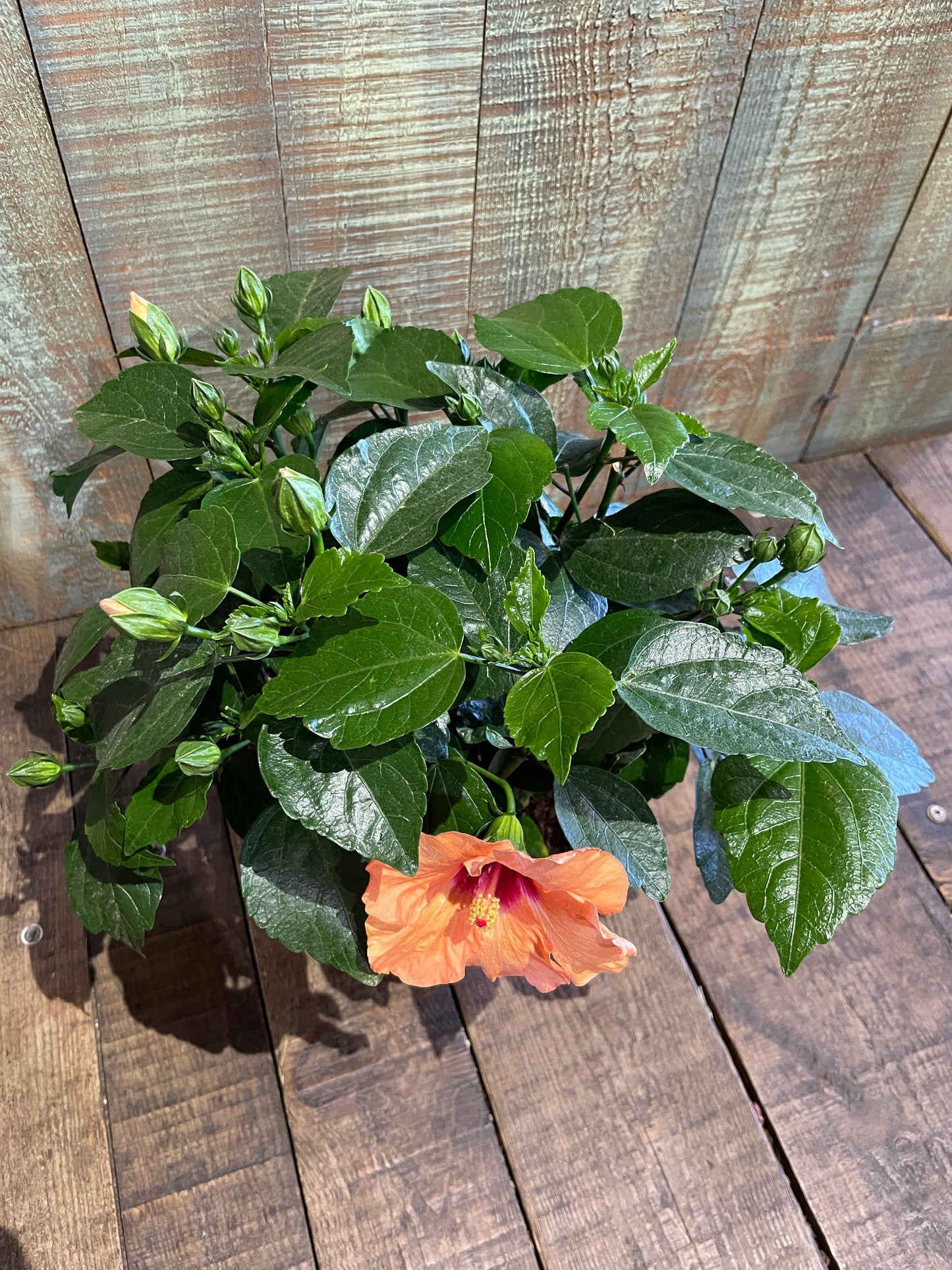 Hibiscus