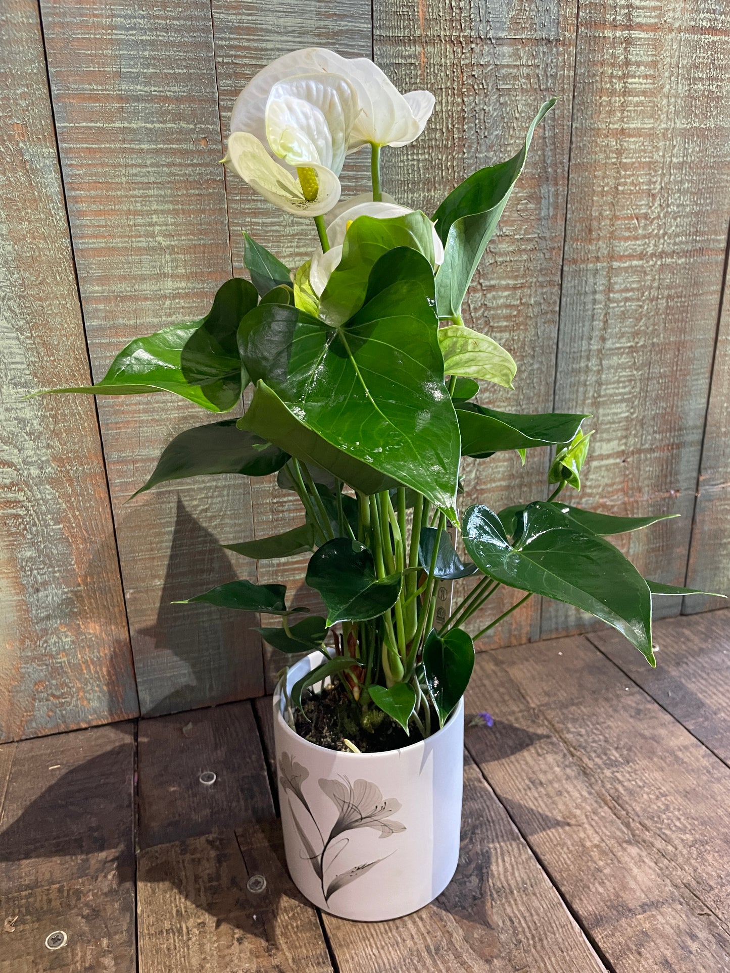 Anthurium Blanc