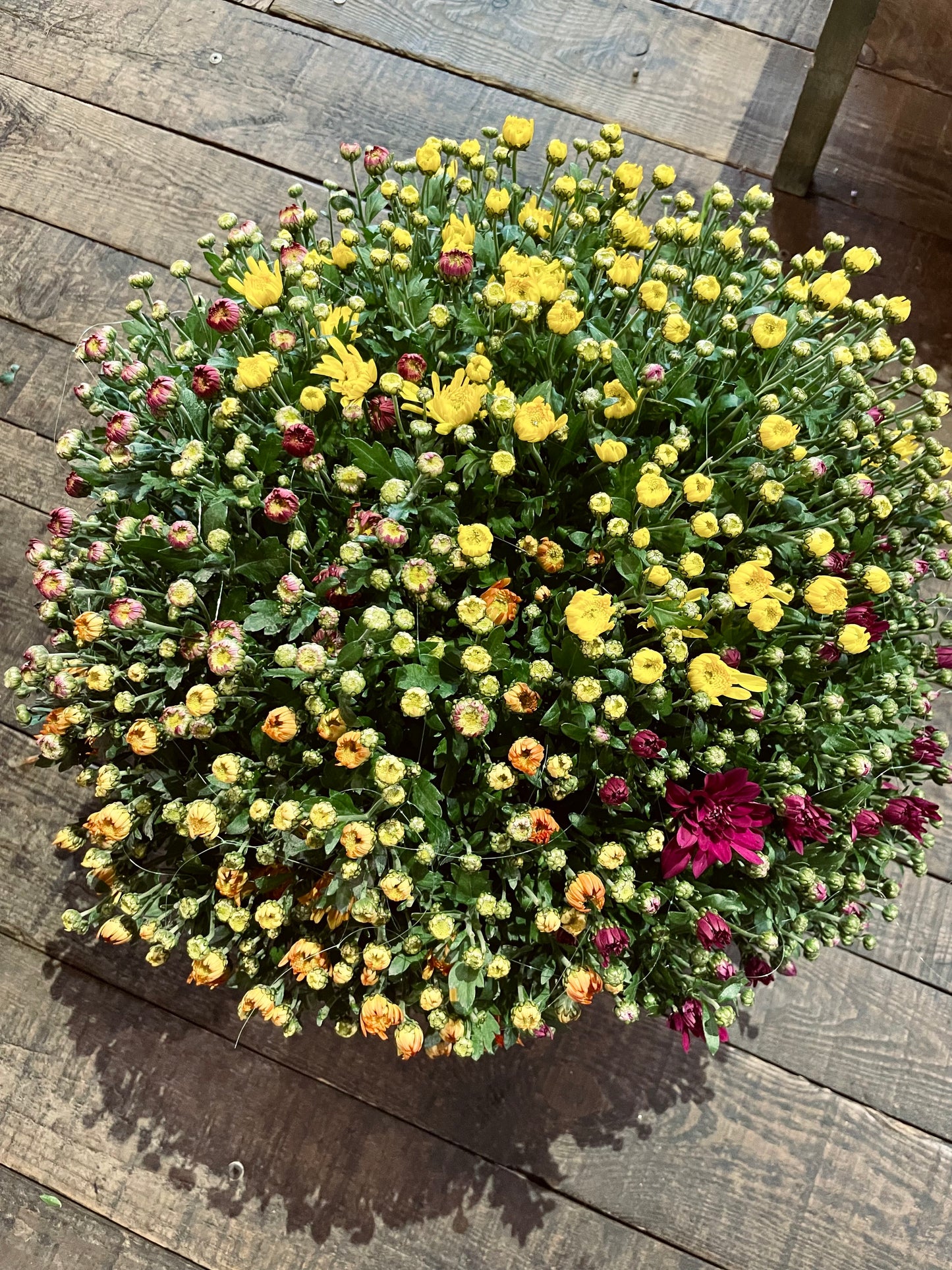 Chrysanthème Tricolore
