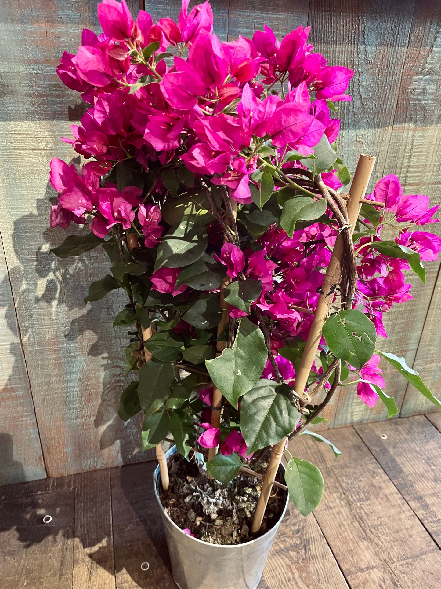 Bougainvillier