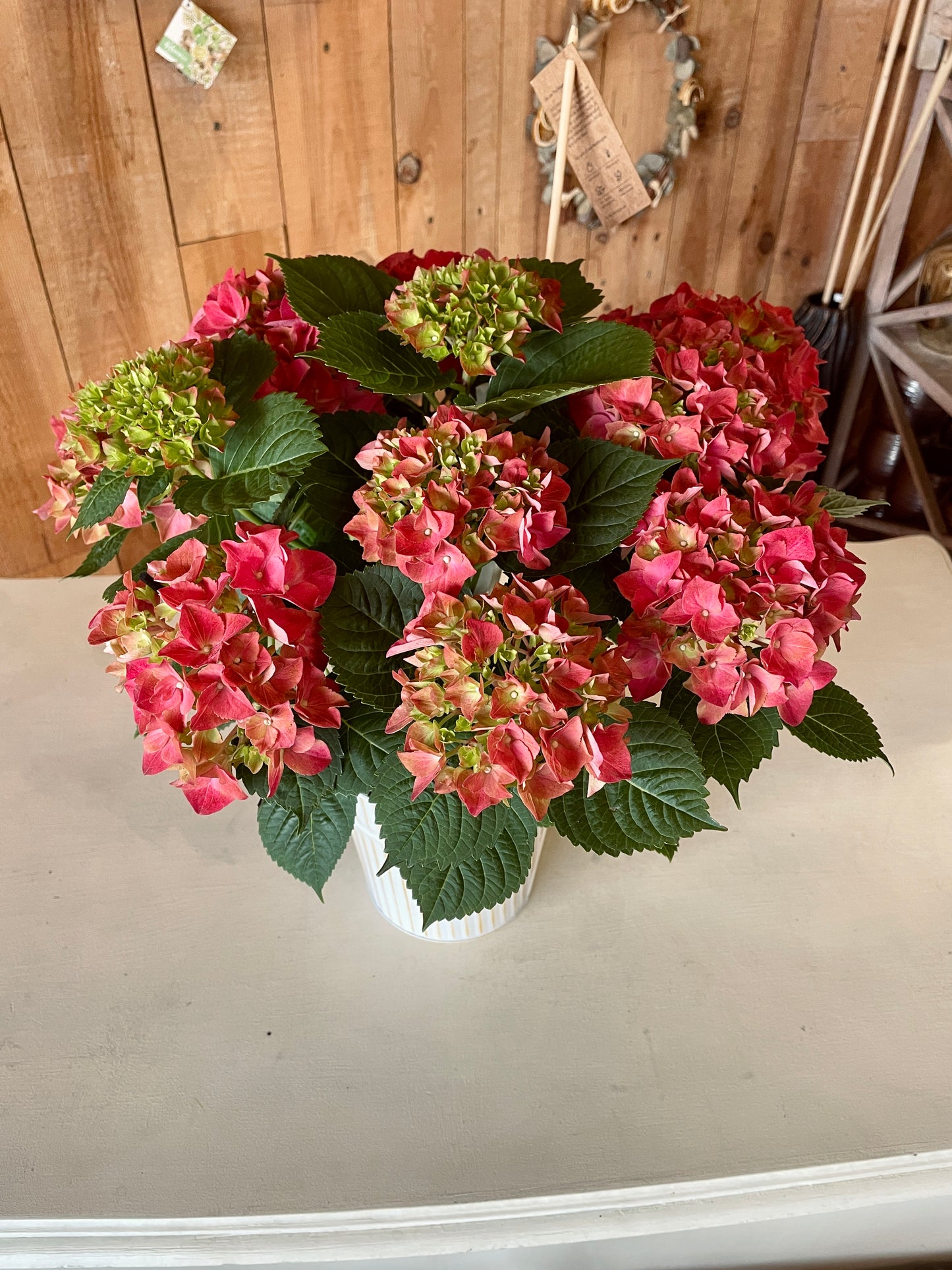 Hortensia - Philo et Capucine - Fleuriste Gujan-Mestras
