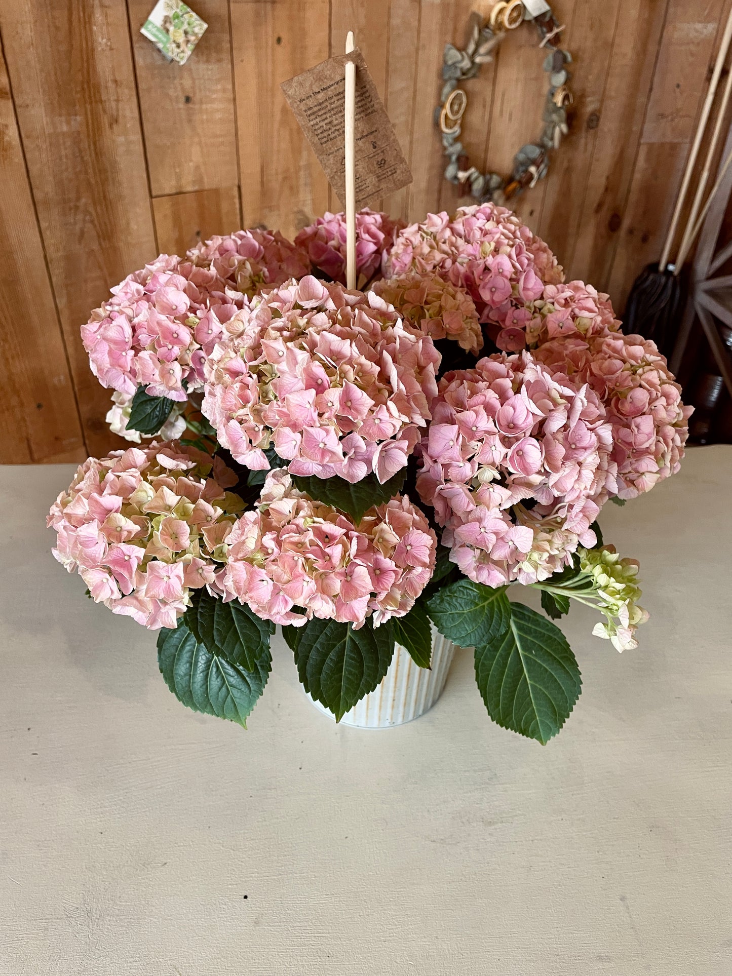 Hortensia - Philo et Capucine - Fleuriste Gujan-Mestras