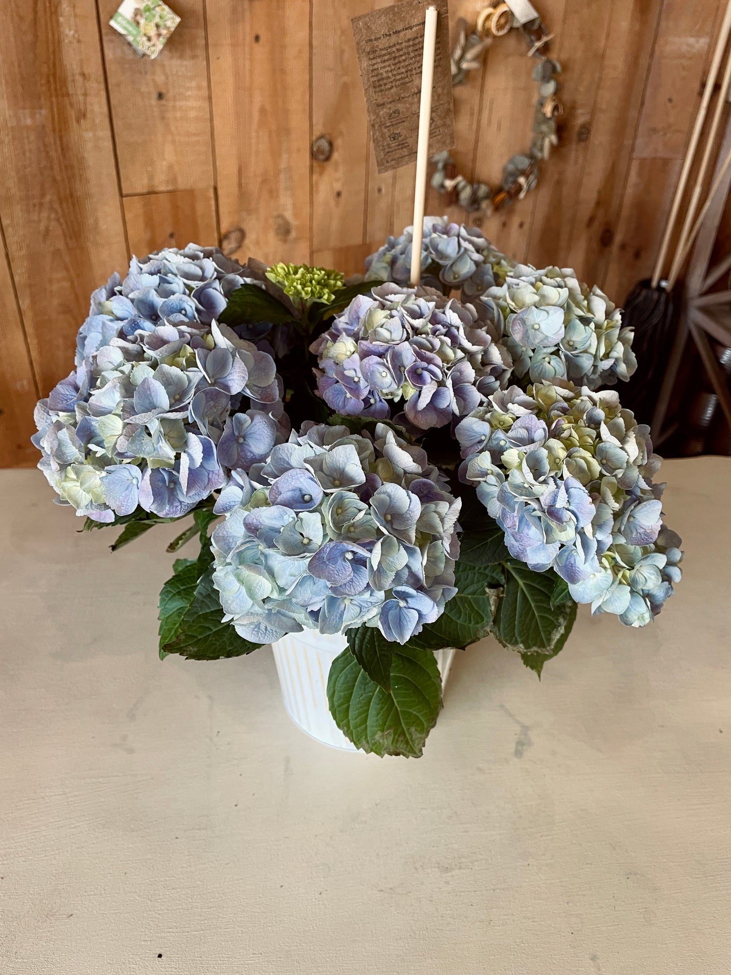 Hortensia - Philo et Capucine - Fleuriste Gujan-Mestras