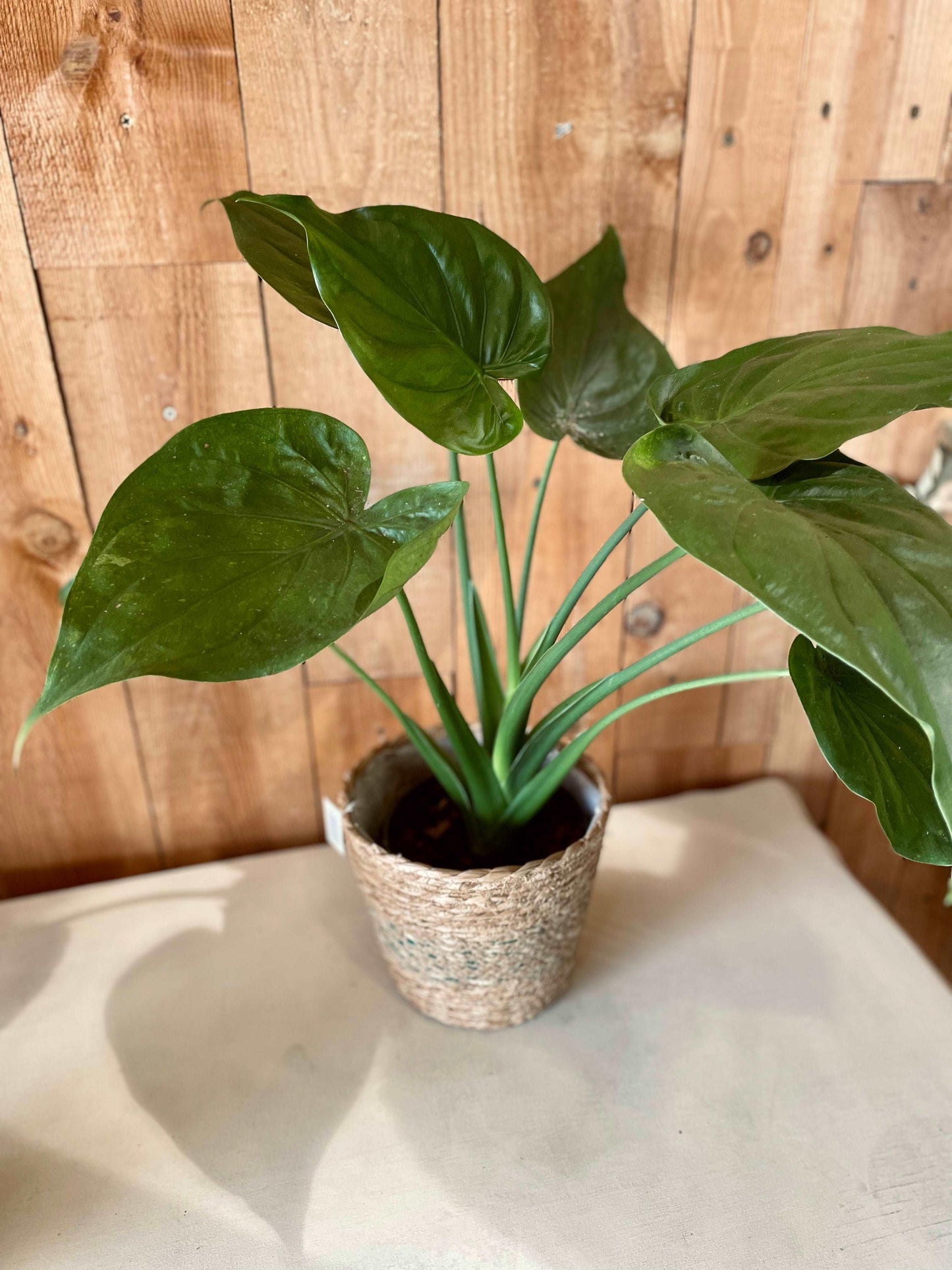 Alocasia - Philo et Capucine - Fleuriste Gujan-Mestras