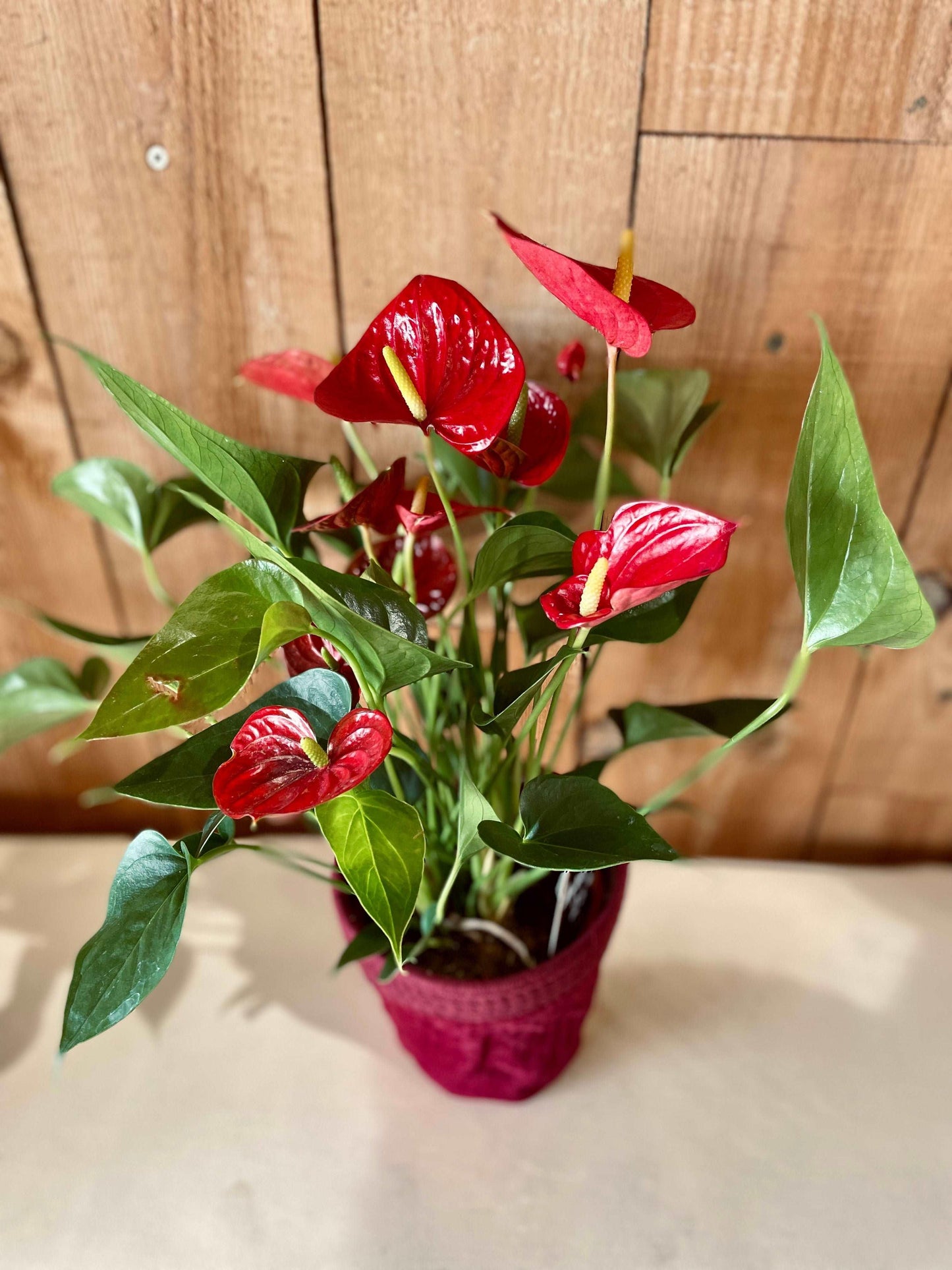 Anthurium - Philo et Capucine - Fleuriste Gujan-Mestras