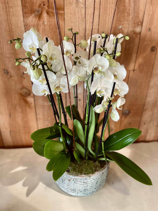 Coupe d'orchidée - Philo et Capucine - Fleuriste Gujan-Mestras