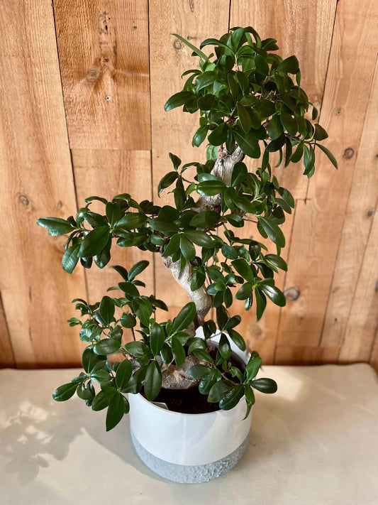 Ficus Ginseng - Philo et Capucine - Fleuriste Gujan-Mestras
