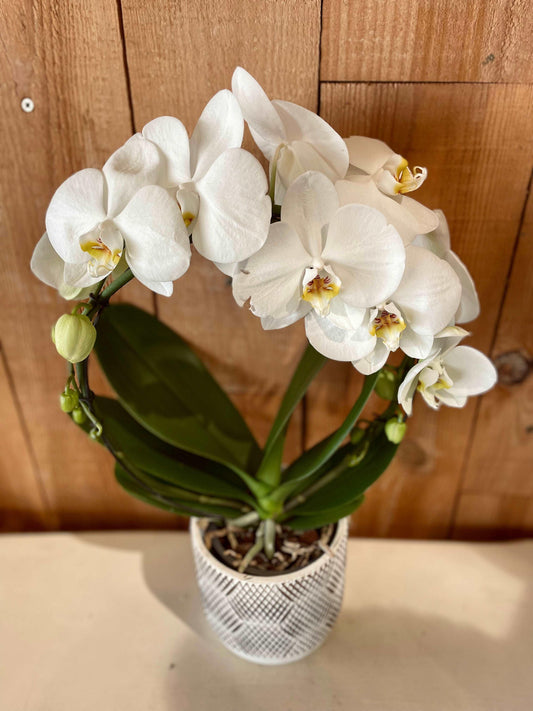 Orchidée Boog - Philo et Capucine - Fleuriste Gujan-Mestras