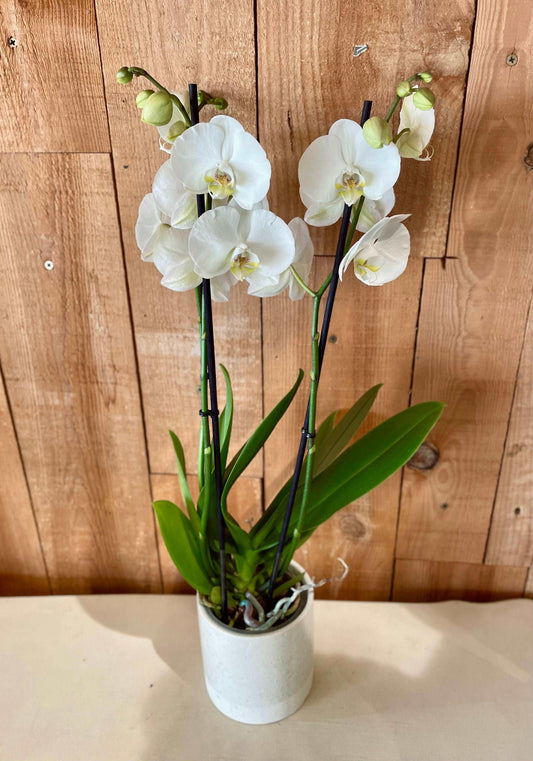 Orchidée Blanche - Philo et Capucine - Fleuriste Gujan-Mestras