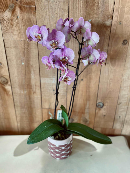 Orchidée Rose - Philo et Capucine - Fleuriste Gujan-Mestras