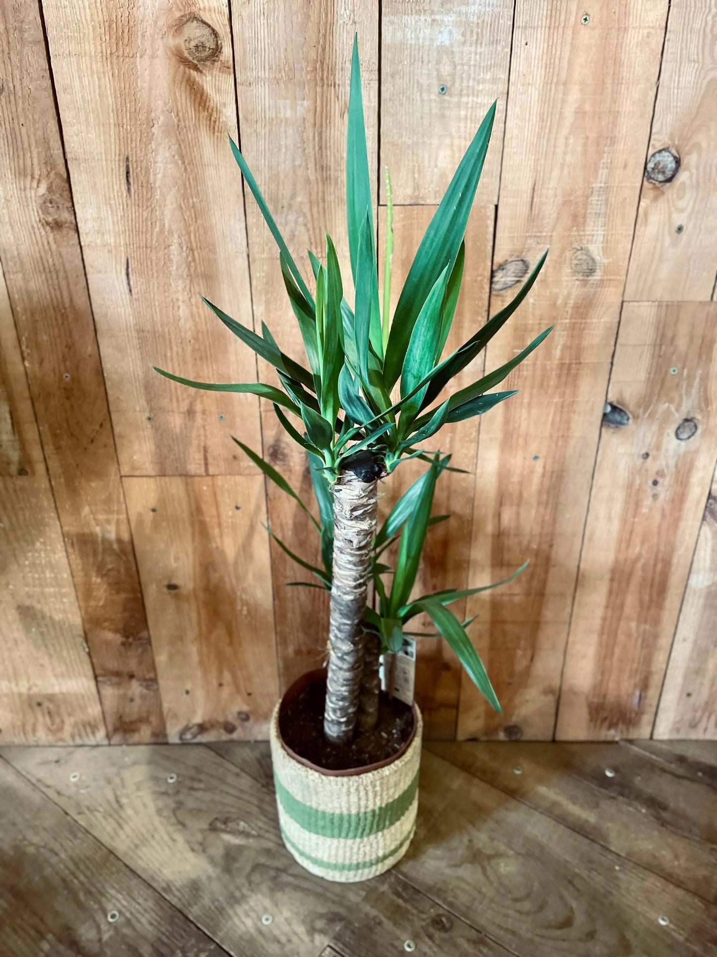 Yucca - Philo et Capucine - Fleuriste Gujan-Mestras