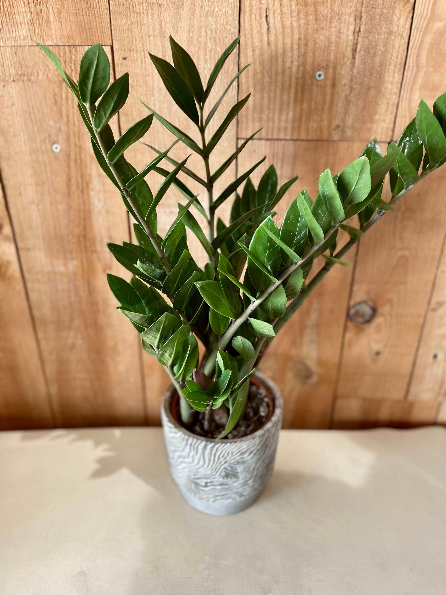 Zamioculcas - Philo et Capucine - Fleuriste Gujan-Mestras