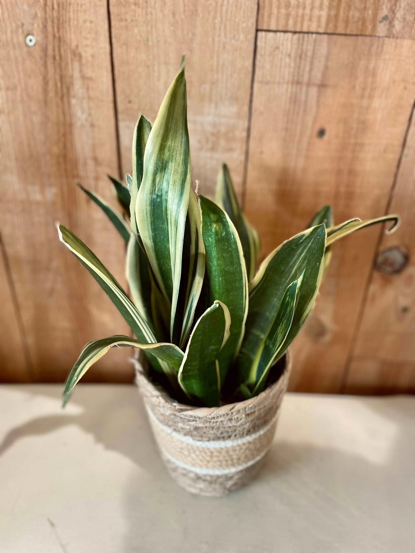 Sanseveria - Philo et Capucine - Fleuriste Gujan-Mestras
