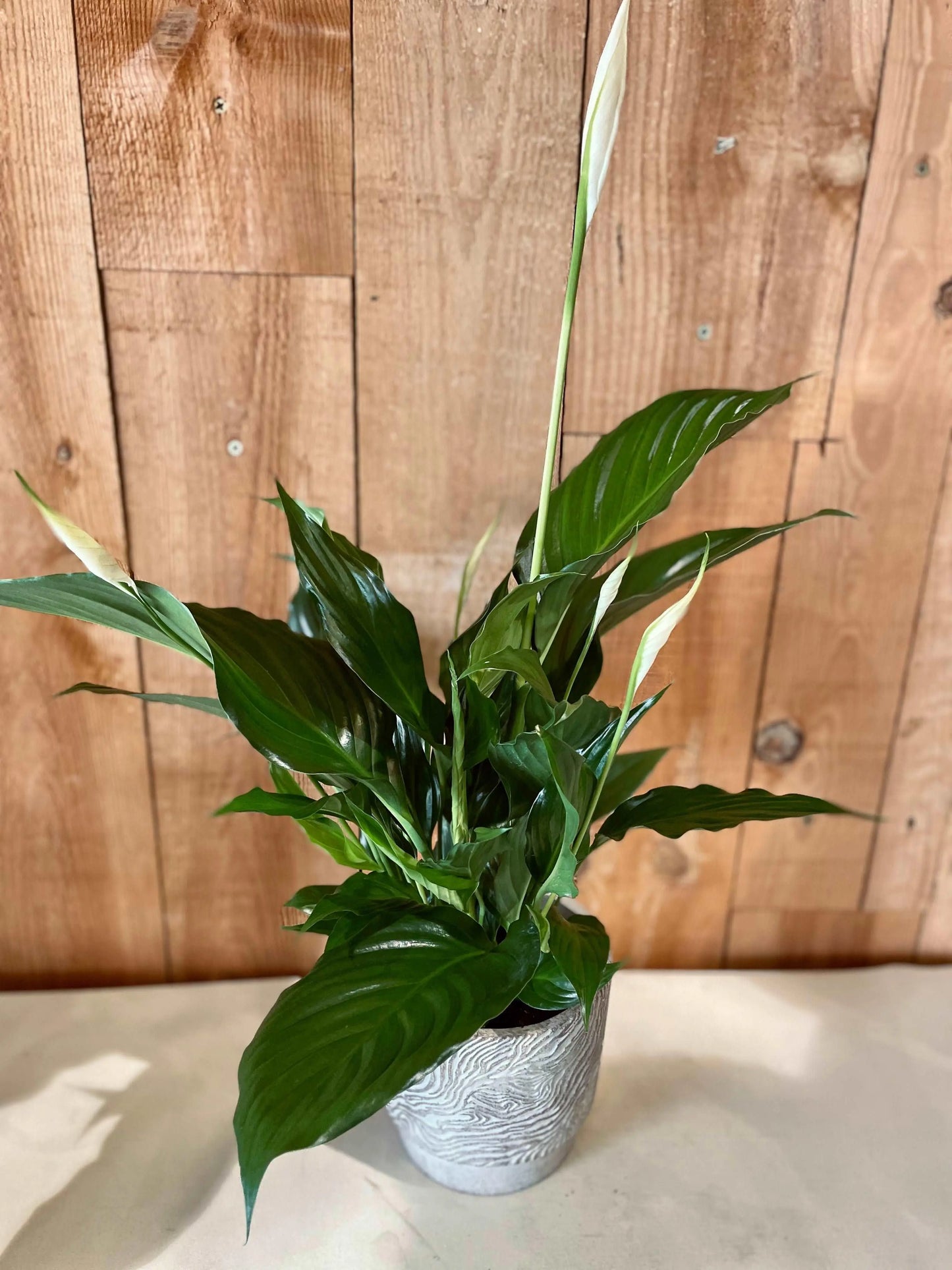 Spathyphyllum - Philo et Capucine - Fleuriste Gujan-Mestras
