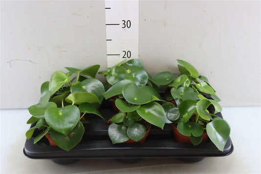 Peperomia pour bureau
