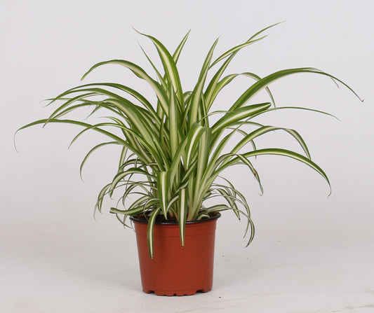 Chlorophytum pour bureau