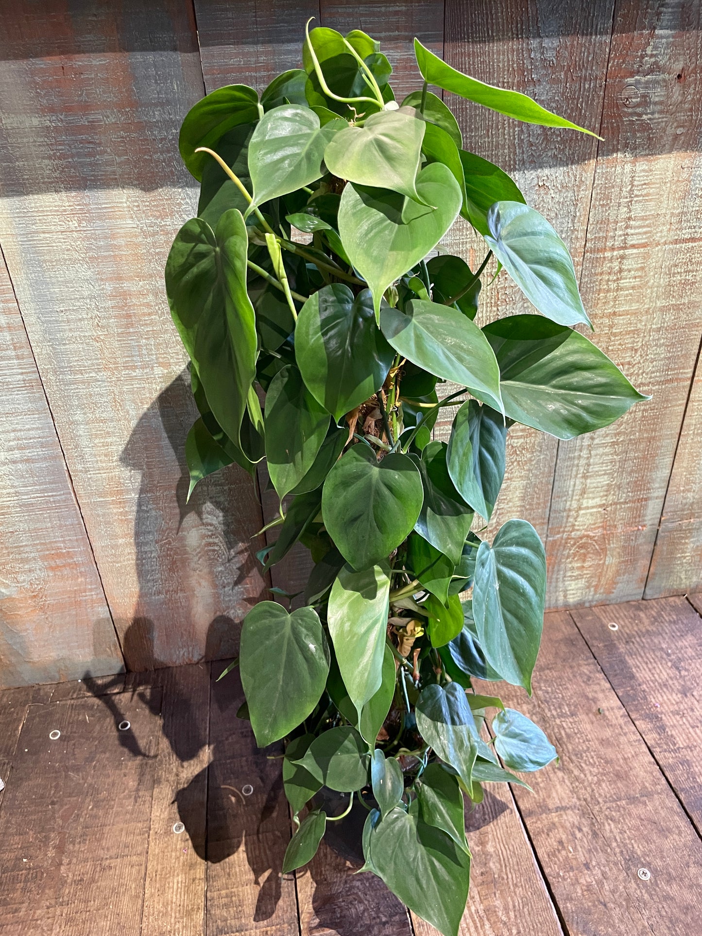 Philodendron