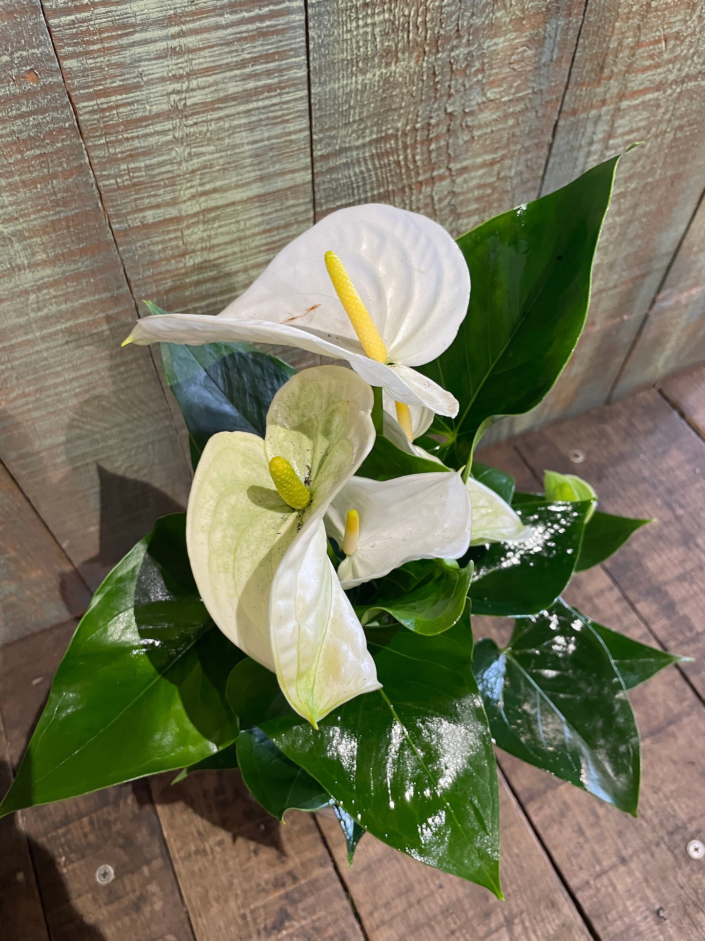 Anthurium Blanc