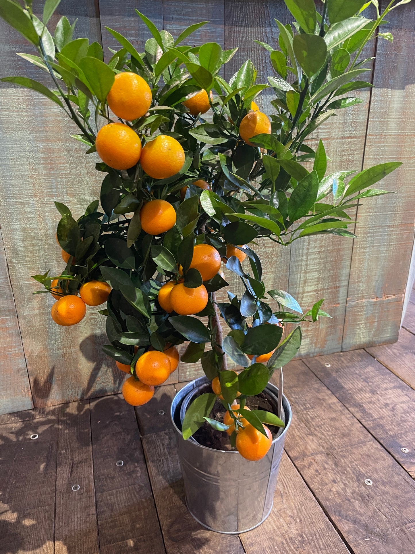 Calamondin