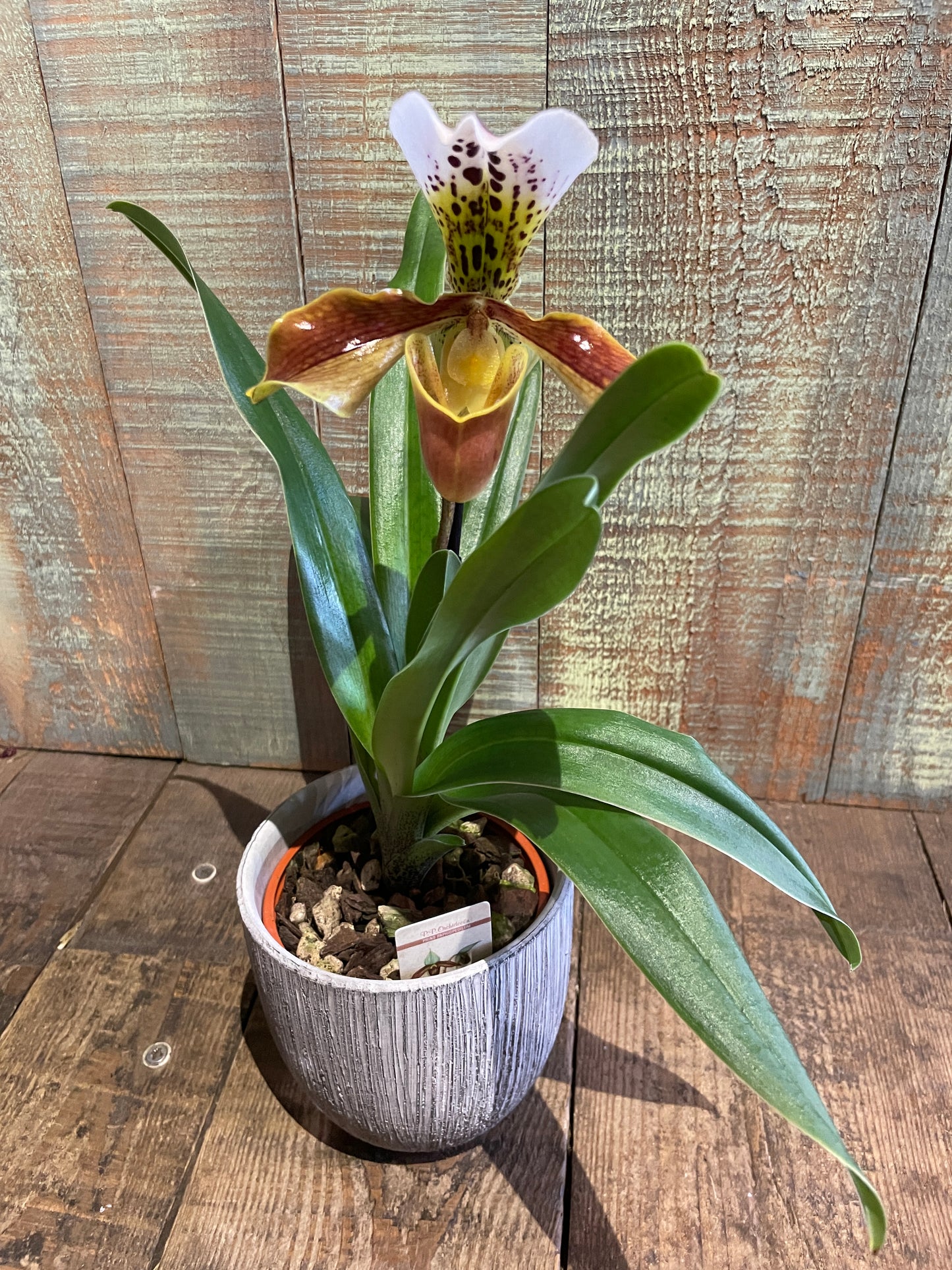 Orchidée Paphiopedilum