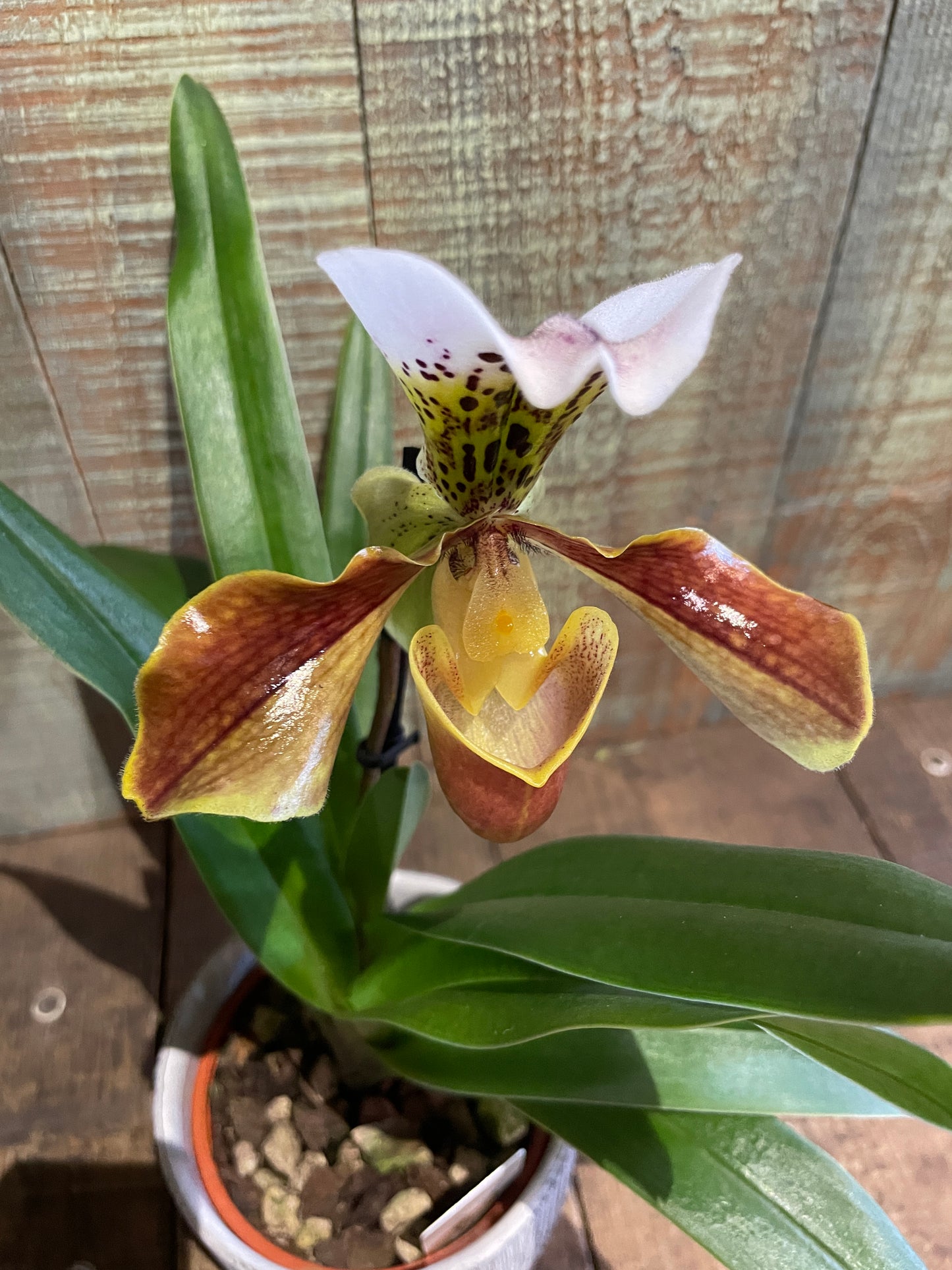 Orchidée Paphiopedilum