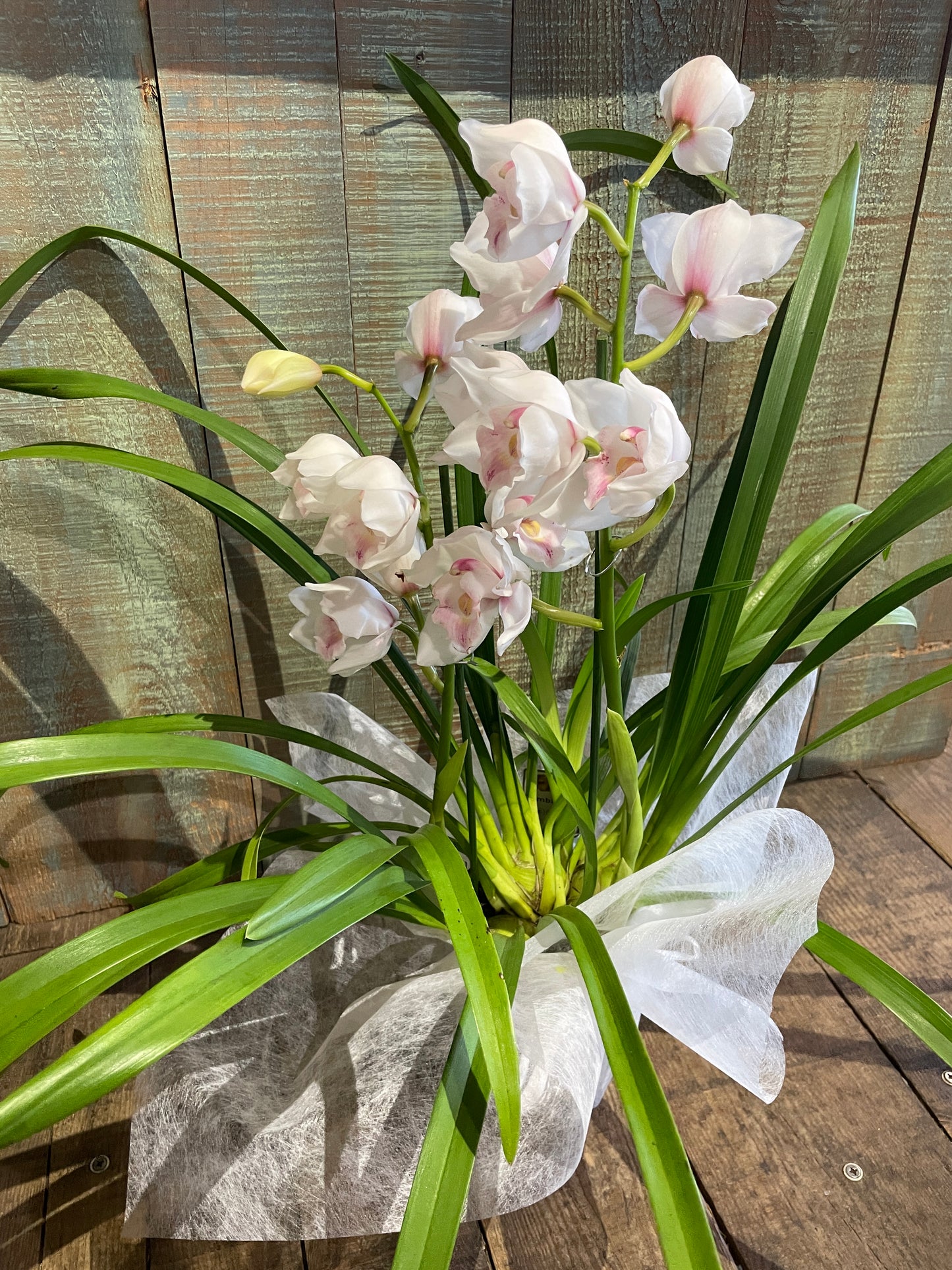 Orchidée Cymbidium