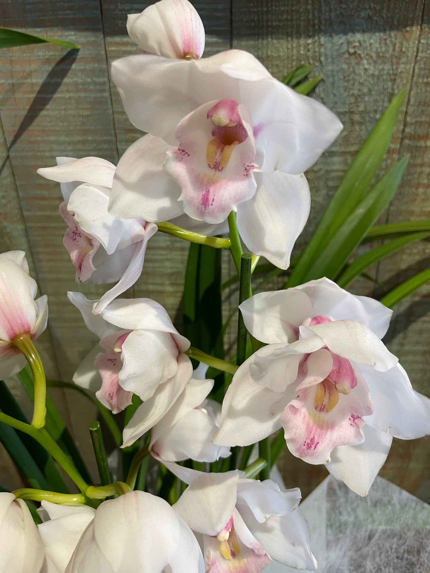 Orchidée Cymbidium