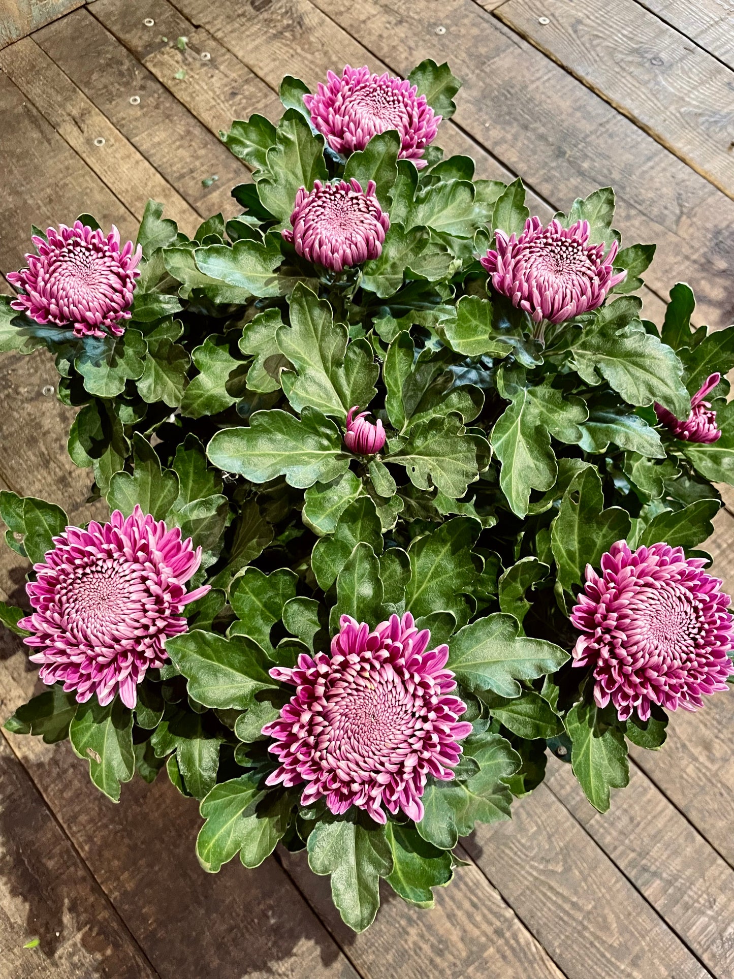 Chrysanthème grosses fleurs