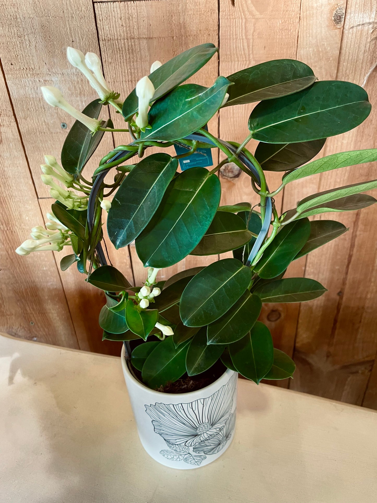 Stephanotis