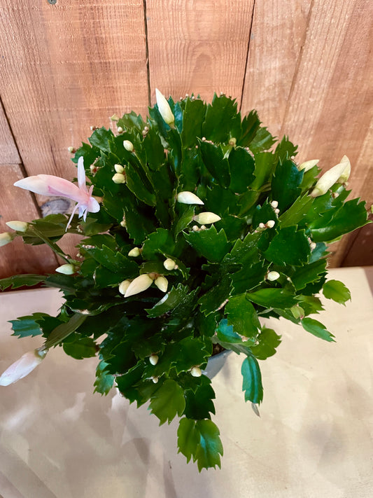 Schlumbergera ou cactus de Noël