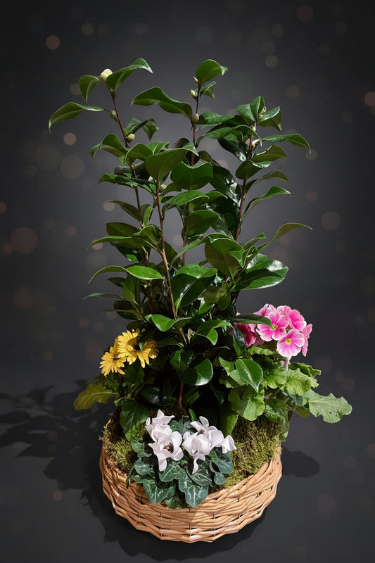 Sérénité Végétale : Coupe de Plantes