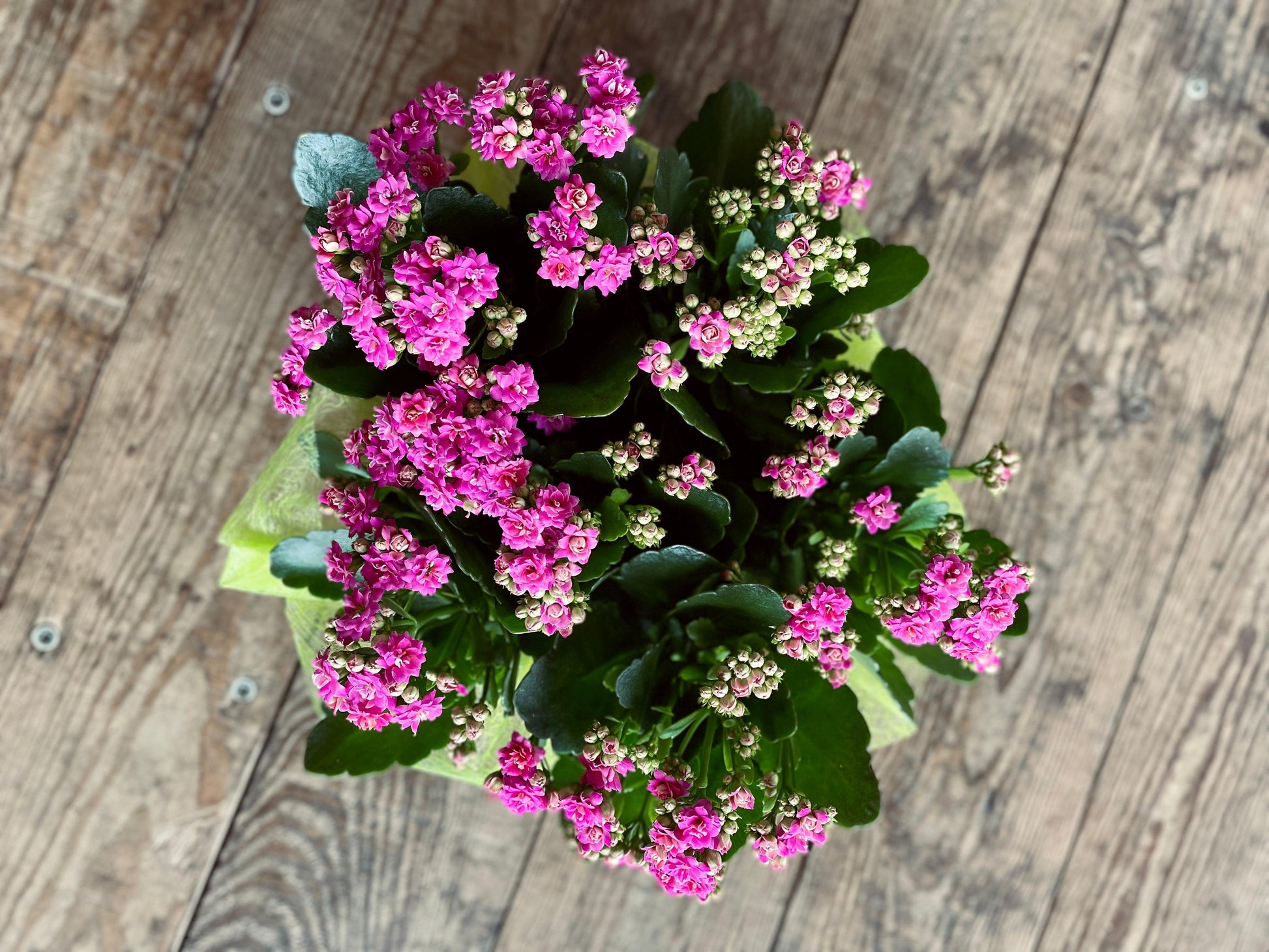 Coupe de Kalanchoé - Philo et Capucine - Fleuriste Gujan-Mestras