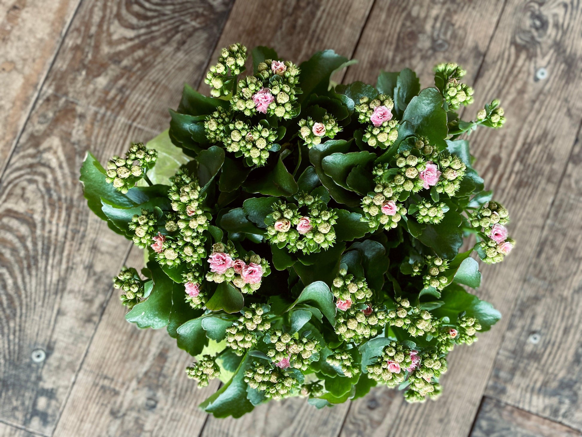 Coupe de Kalanchoé - Philo et Capucine - Fleuriste Gujan-Mestras