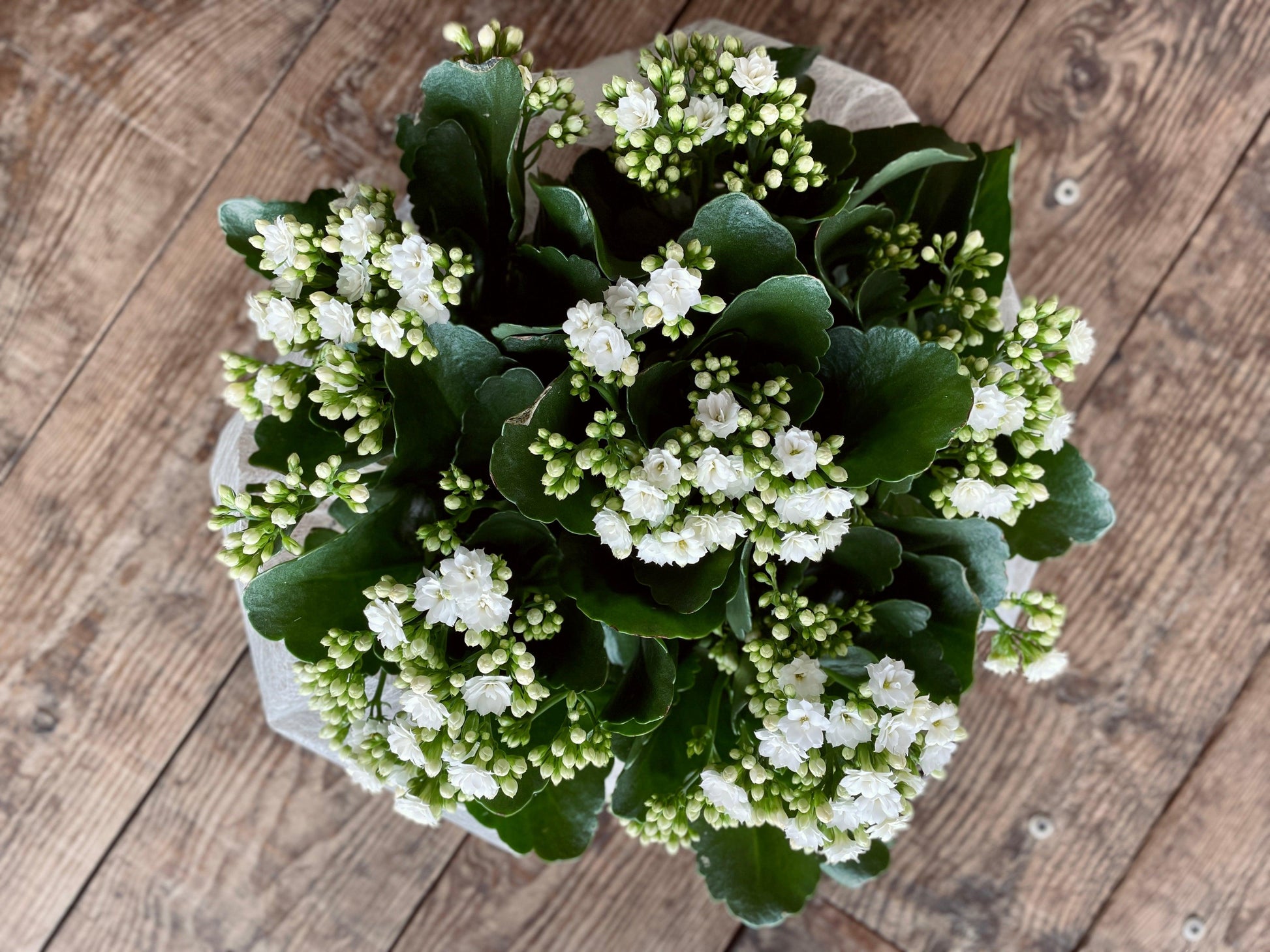 Coupe de Kalanchoé - Philo et Capucine - Fleuriste Gujan-Mestras