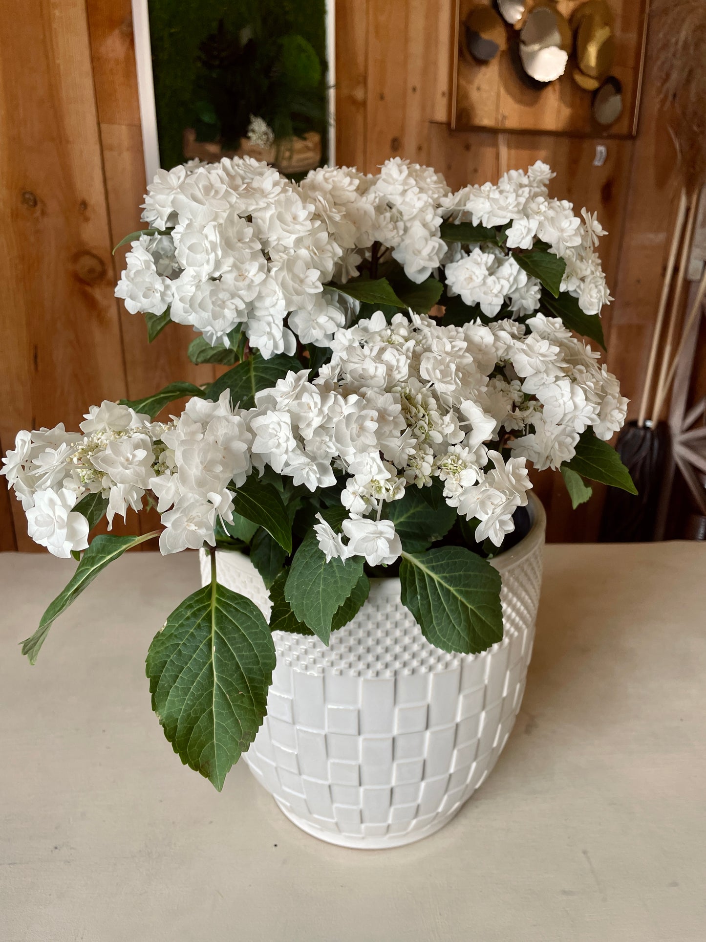 Hortensia Blanche - Philo et Capucine - Fleuriste Gujan-Mestras