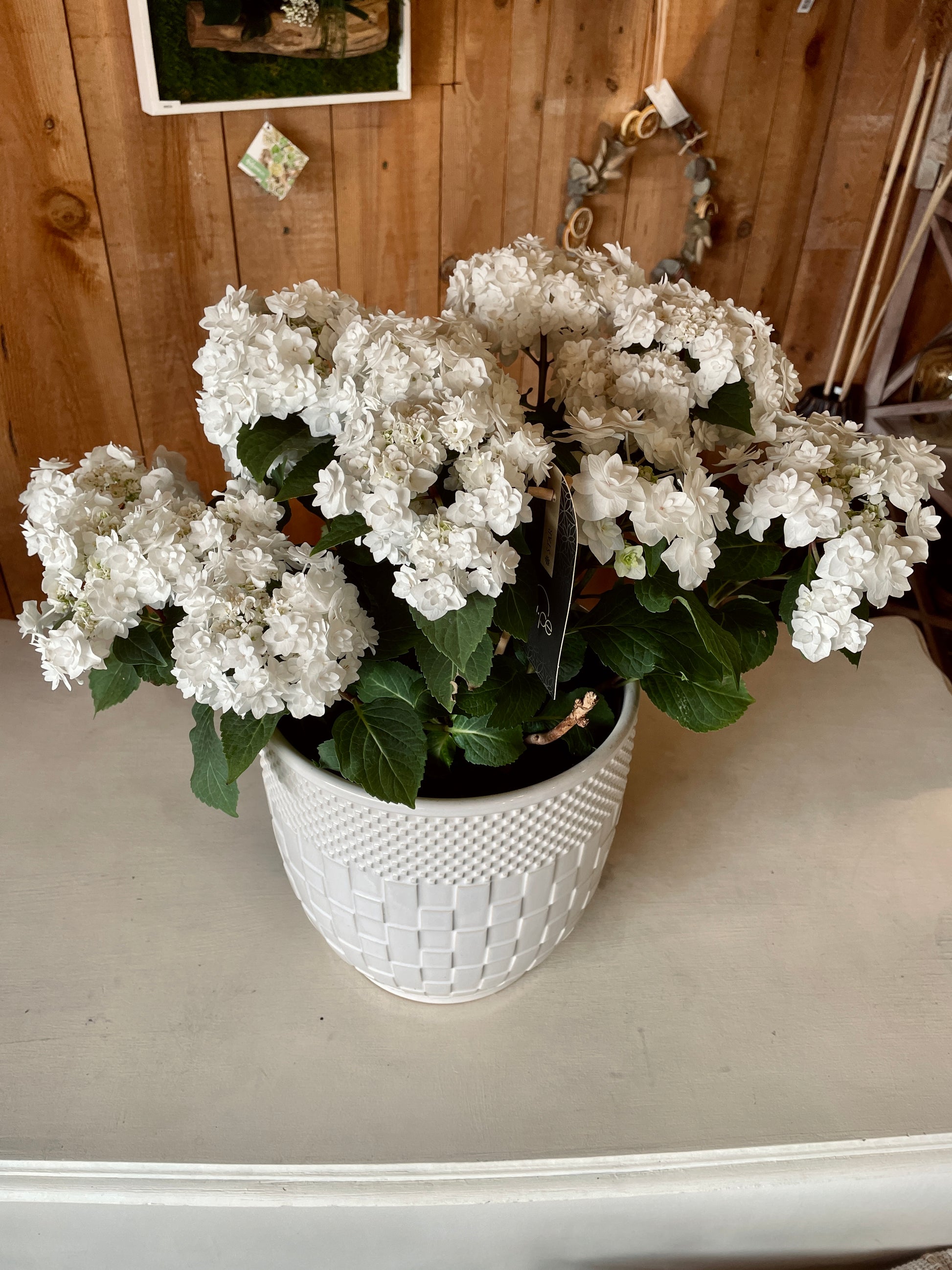 Hortensia Blanche - Philo et Capucine - Fleuriste Gujan-Mestras