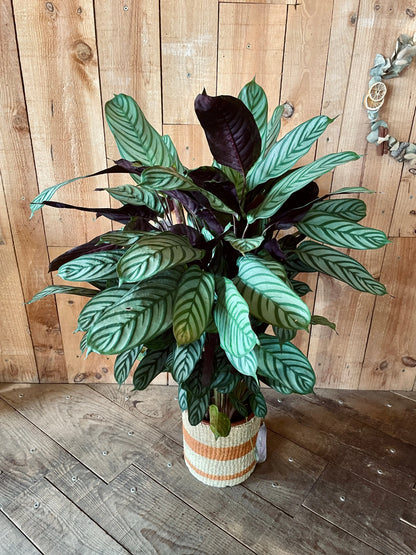 Calathea - Philo et Capucine - Fleuriste Gujan-Mestras