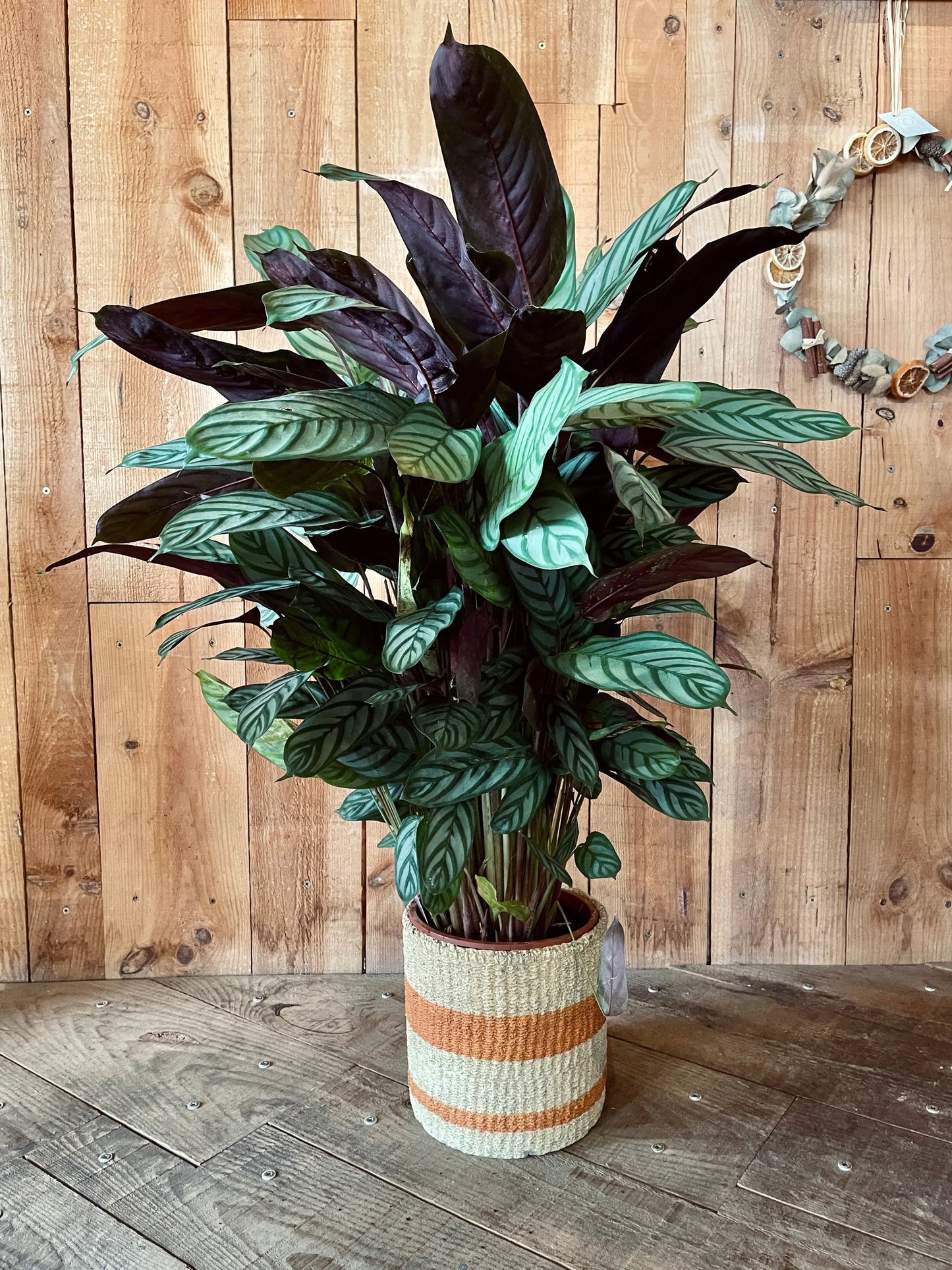 Calathea - Philo et Capucine - Fleuriste Gujan-Mestras