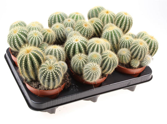 Parodia warasii pour bureau