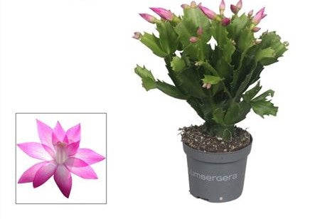 Schlumbergera pour bureau
