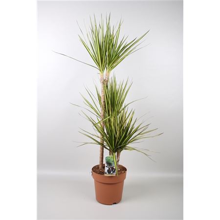 Dracaena