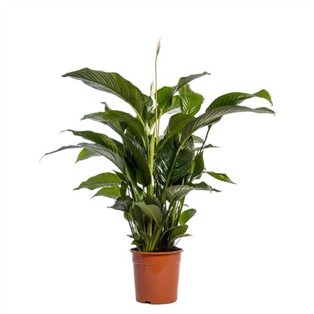 Spathiphyllum