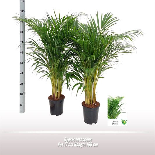 Dypsis