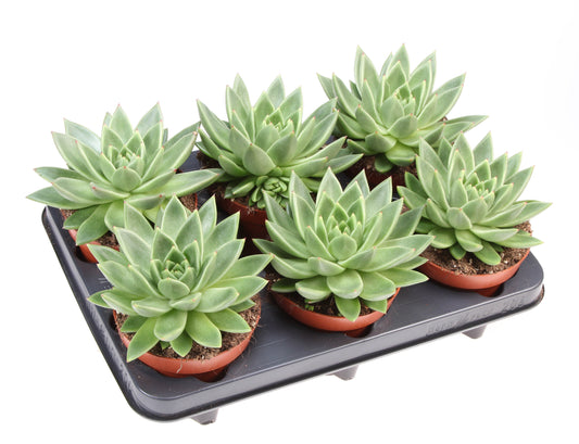 Echeveria pour bureau