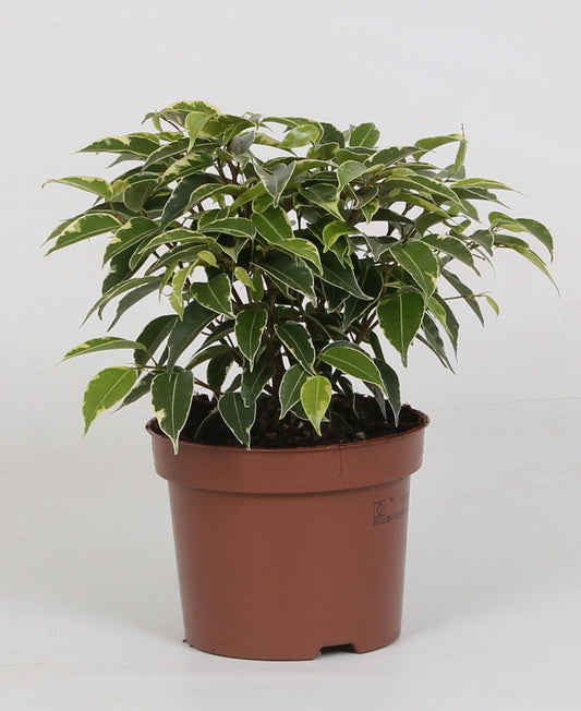 Ficus Kinki pour bureau