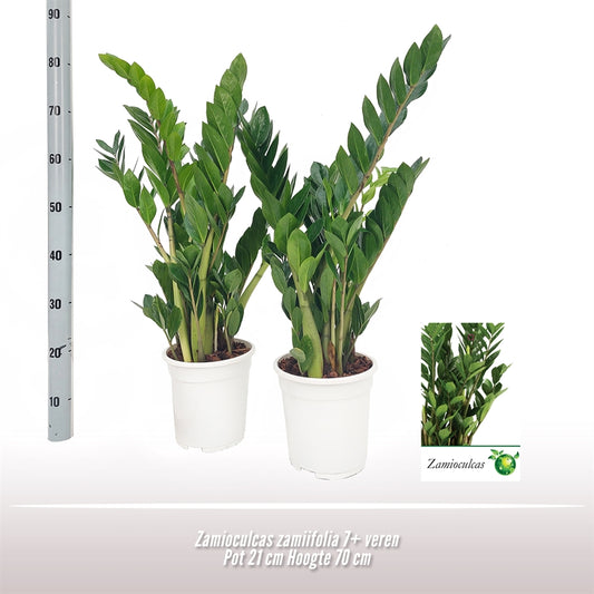 Zamioculcas