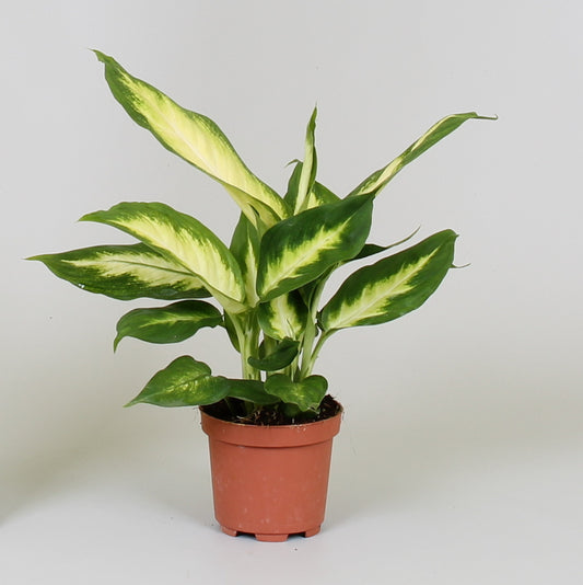 Dieffenbachia pour bureau